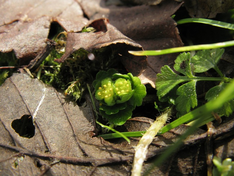Alternate-Leaf Golden Saxifrage