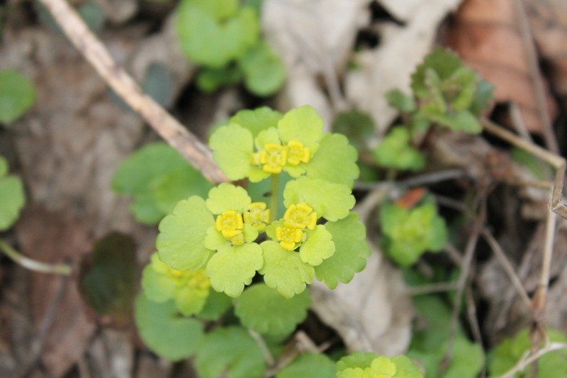 Alternate-Leaf Golden Saxifrage photo 2