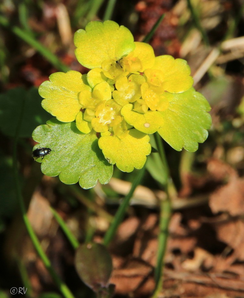 Alternate-Leaf Golden Saxifrage photo 3