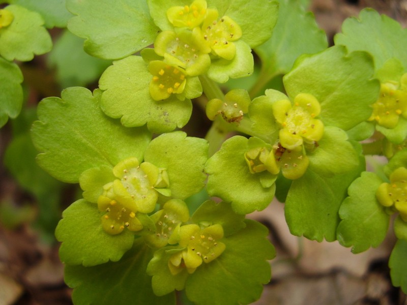 Alternate-Leaf Golden Saxifrage photo 4