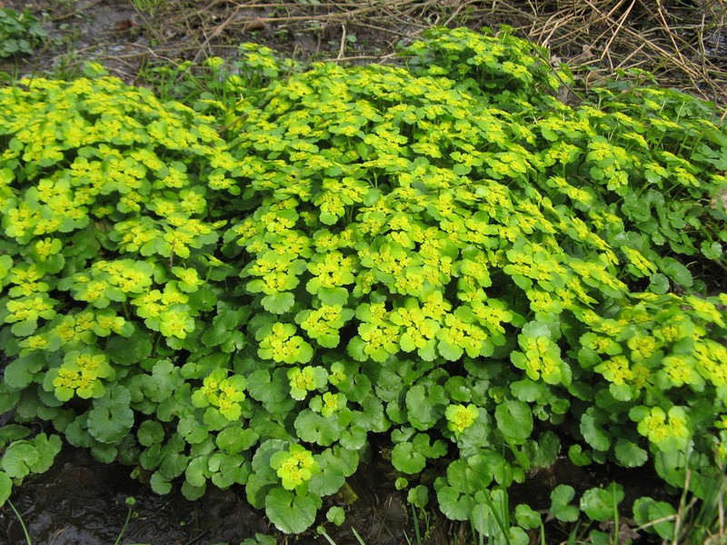 Alternate-Leaf Golden Saxifrage photo 5
