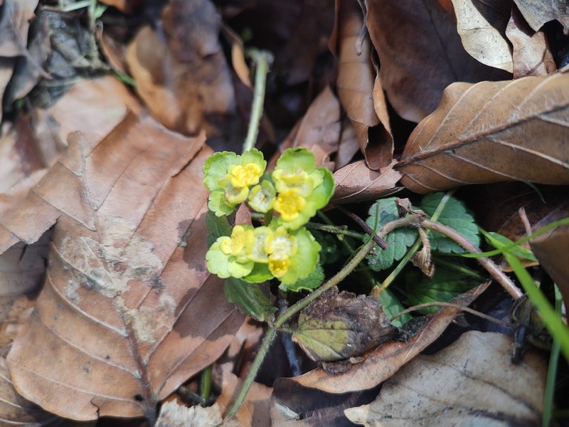Alternate-Leaf Golden Saxifrage photo 6