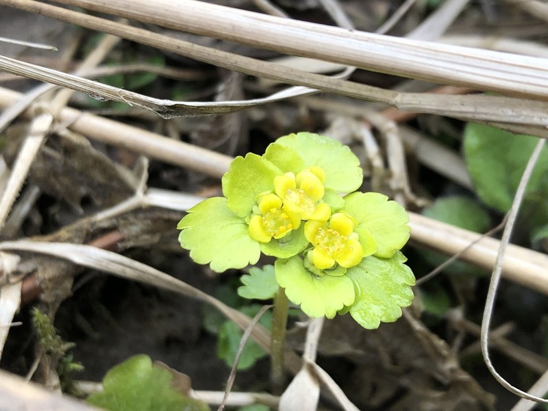Alternate-Leaf Golden Saxifrage photo 7