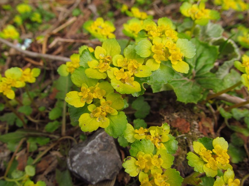 Alternate-Leaf Golden Saxifrage photo 8