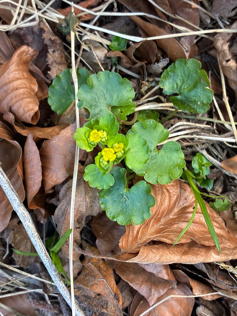Chrysosplenium alternifolium subsp. alternifolium
