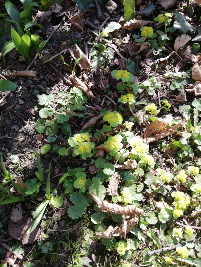Chrysosplenium alternifolium subsp. alternifolium photo 2