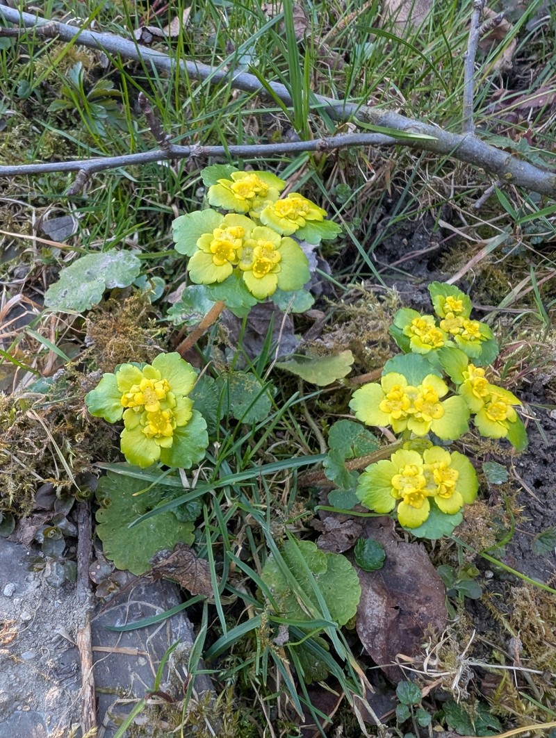 Chrysosplenium alternifolium subsp. alternifolium photo 3