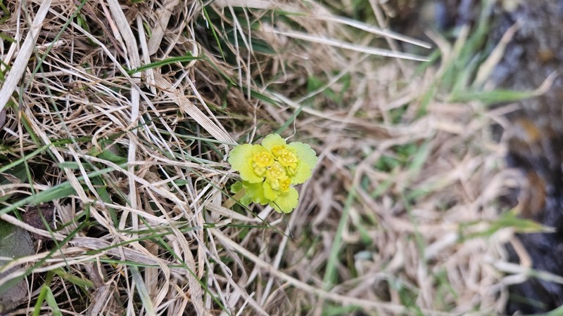 Chrysosplenium alternifolium subsp. alternifolium photo 4