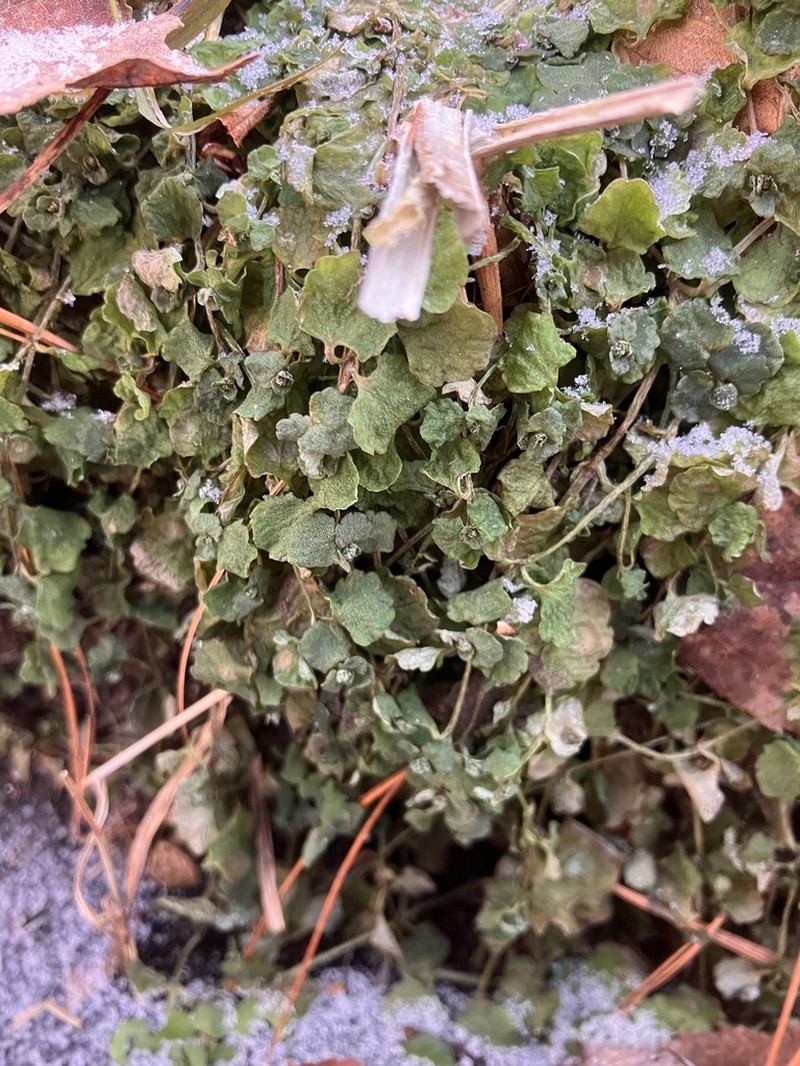 American Golden Saxifrage