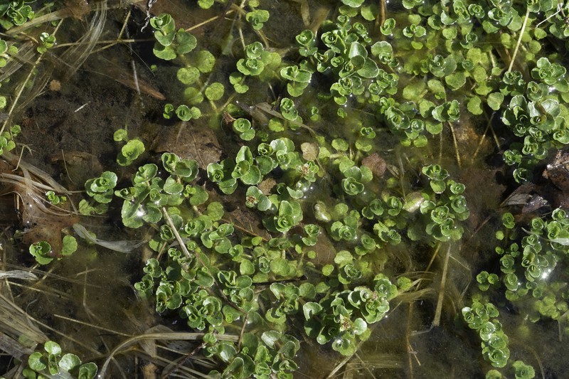 American Golden Saxifrage photo 2