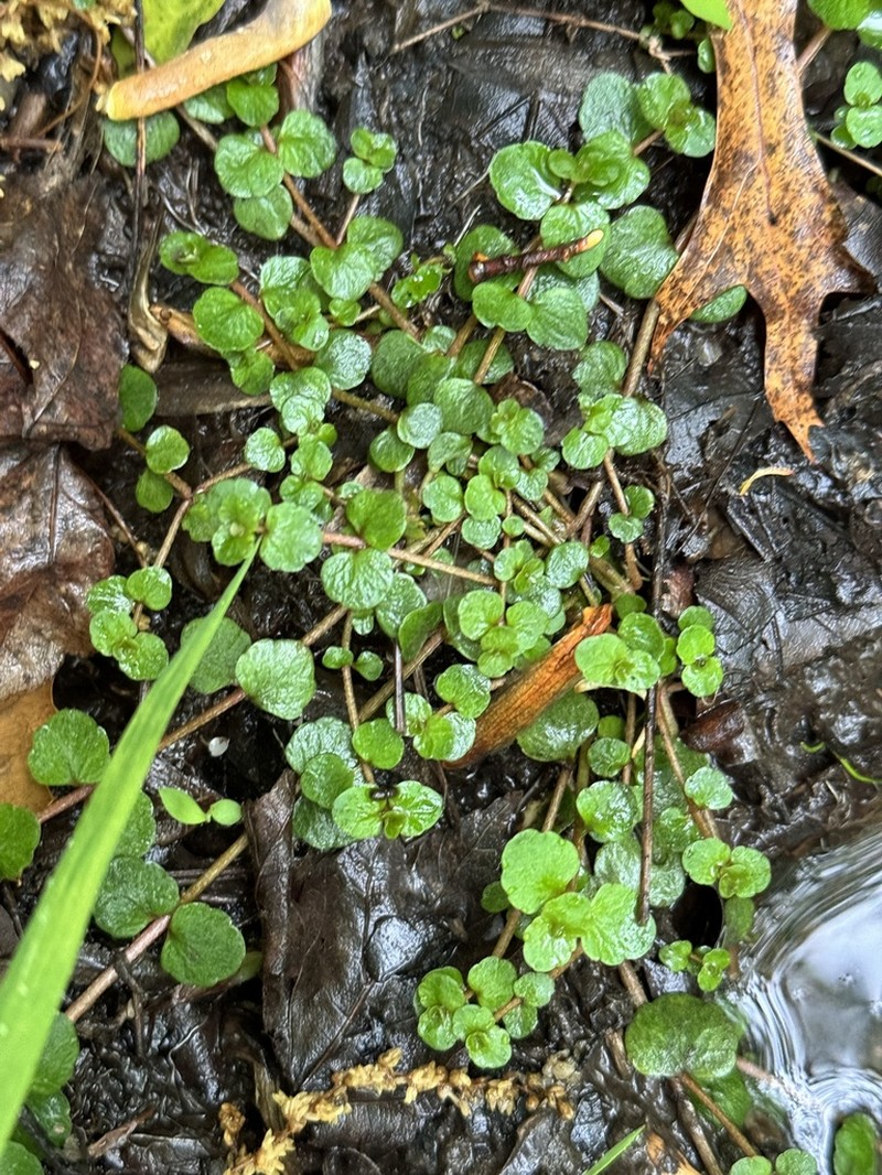 American Golden Saxifrage photo 3