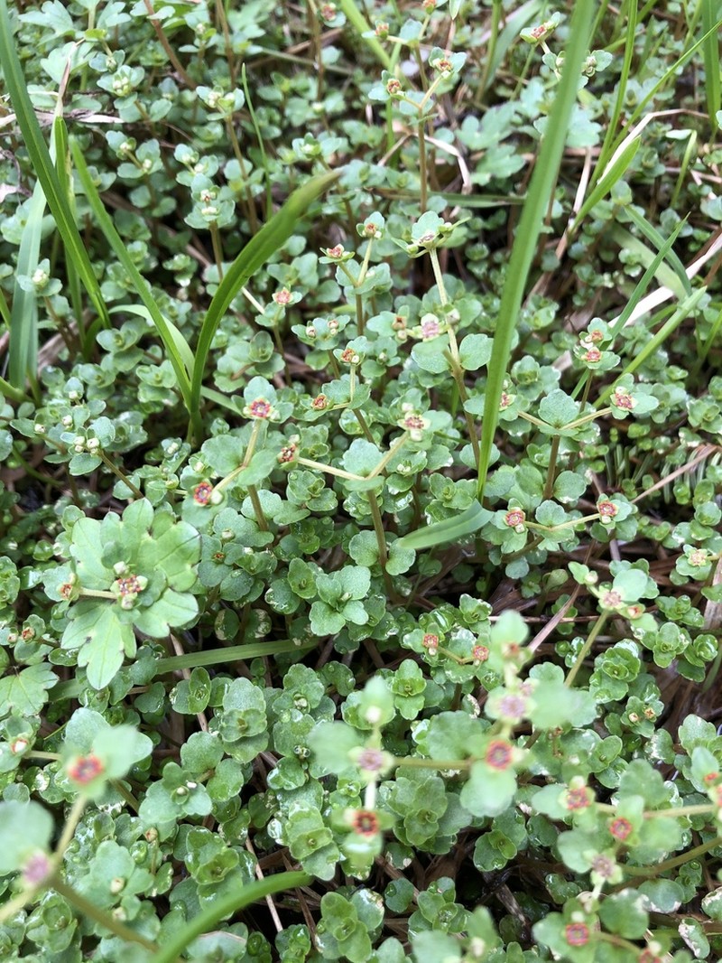 American Golden Saxifrage photo 4