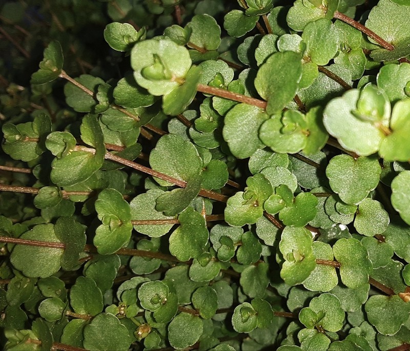 American Golden Saxifrage photo 5