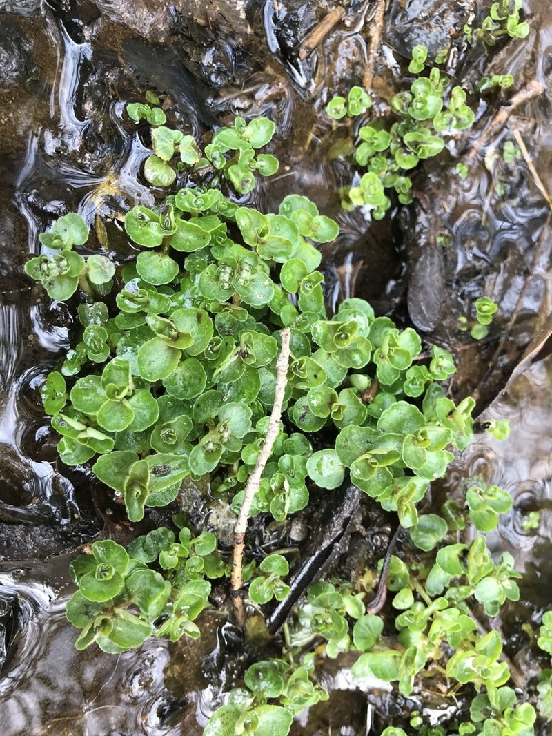 American Golden Saxifrage photo 6