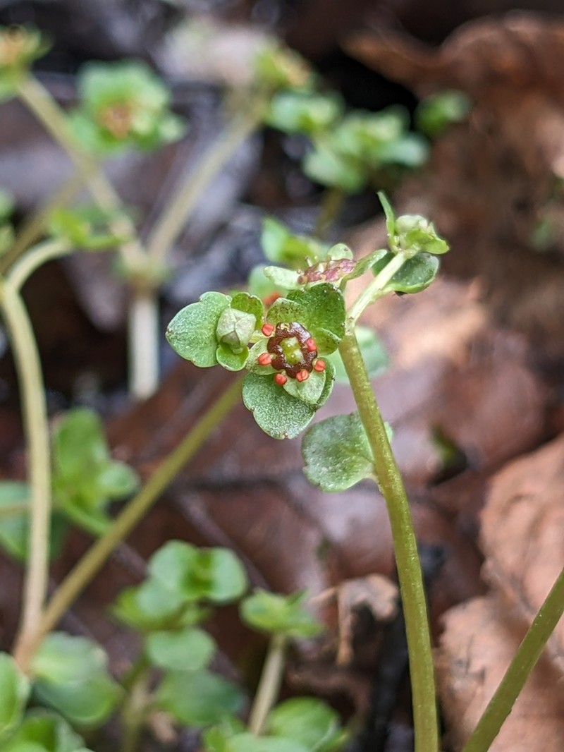 American Golden Saxifrage photo 7
