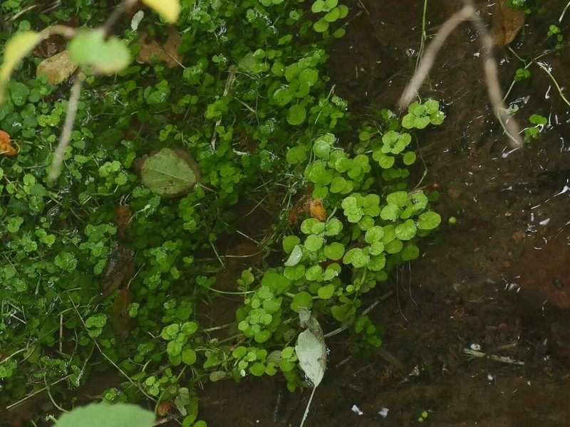 American Golden Saxifrage photo 8