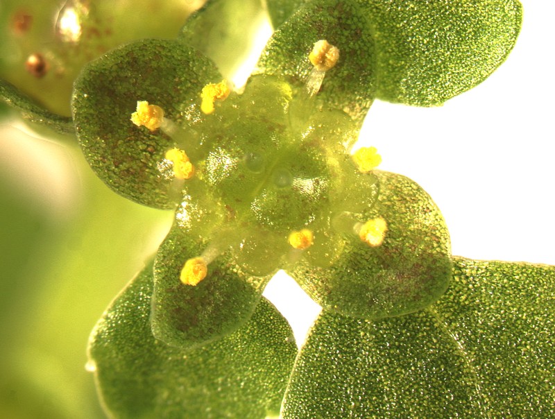 Pacific Golden Saxifrage