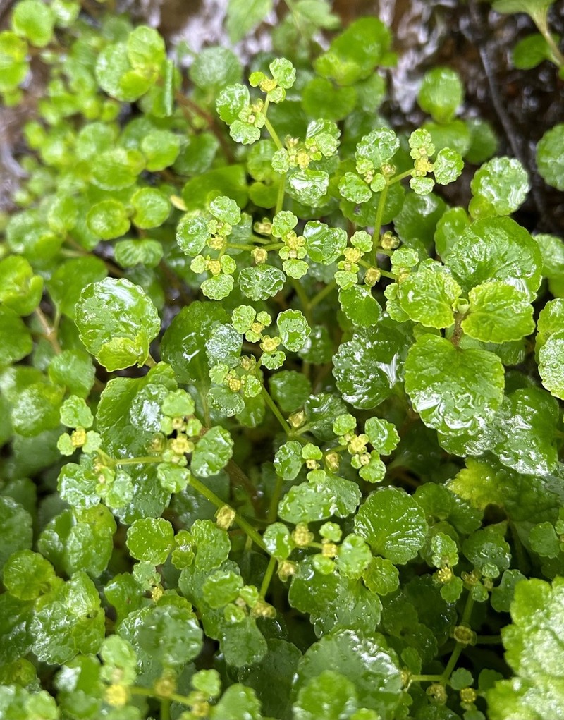 Pacific Golden Saxifrage