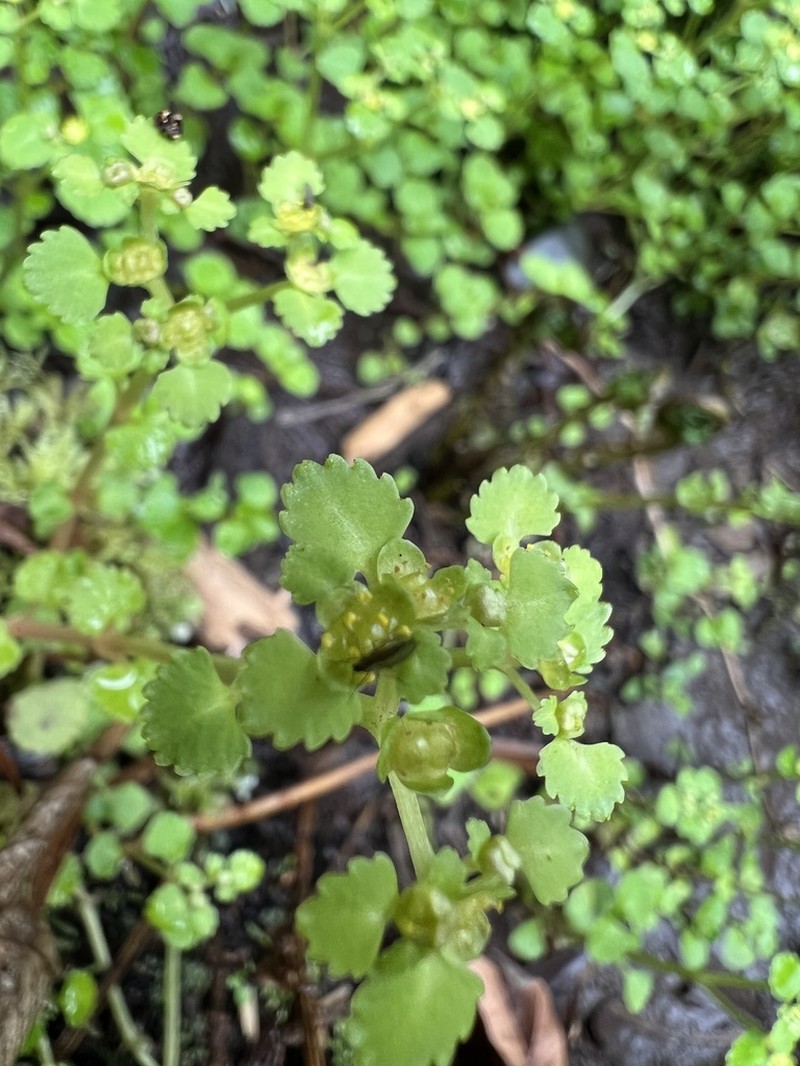 Pacific Golden Saxifrage photo 2