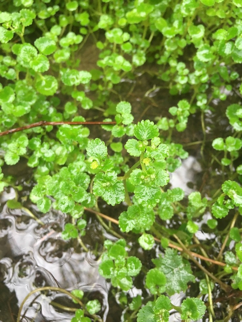 Pacific Golden Saxifrage photo 3