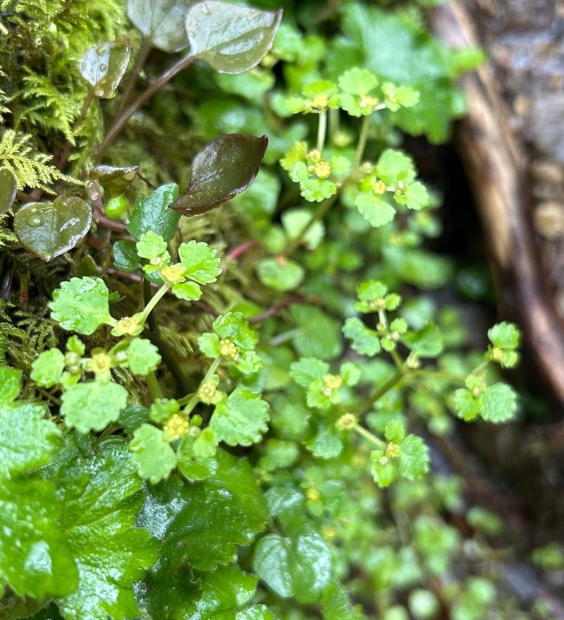 Pacific Golden Saxifrage photo 4
