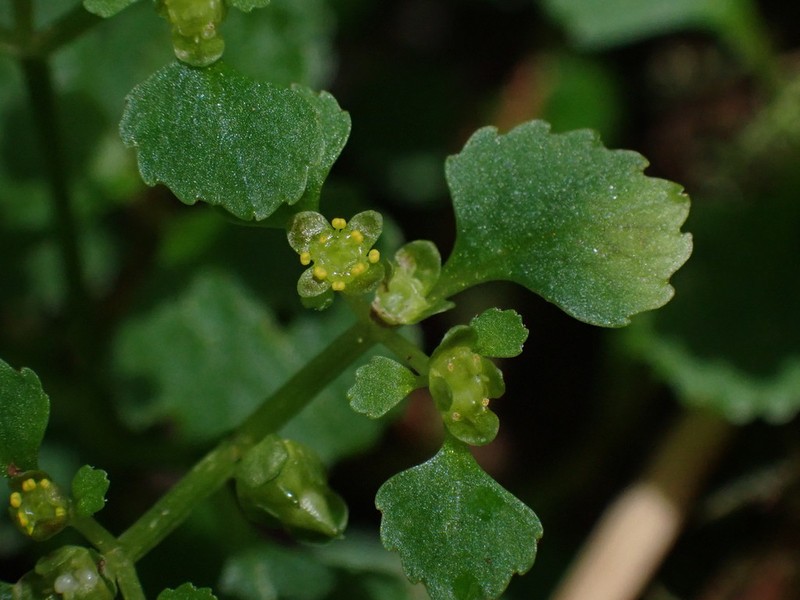 Pacific Golden Saxifrage photo 6