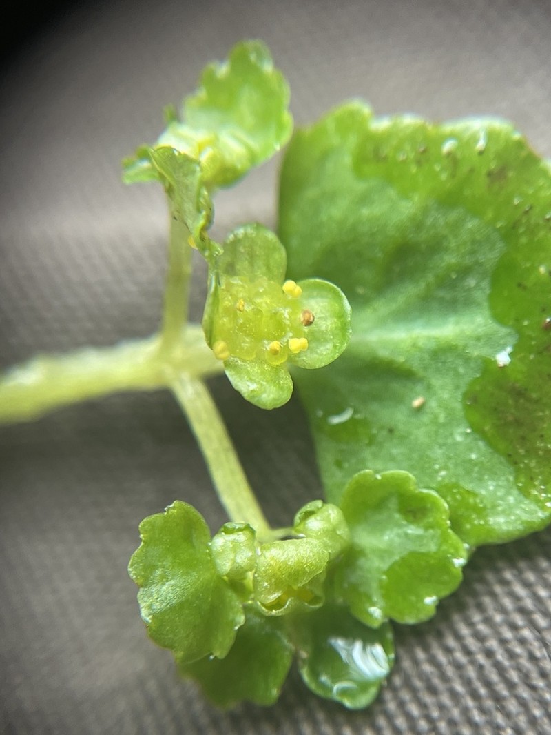 Pacific Golden Saxifrage photo 7