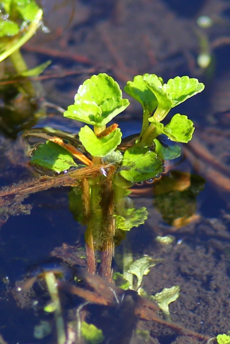 Pacific Golden Saxifrage photo 8