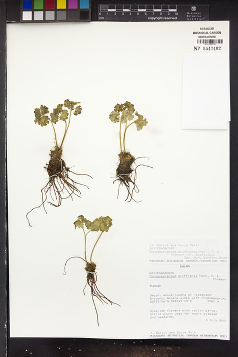 Chrysosplenium griffithii var. griffithii