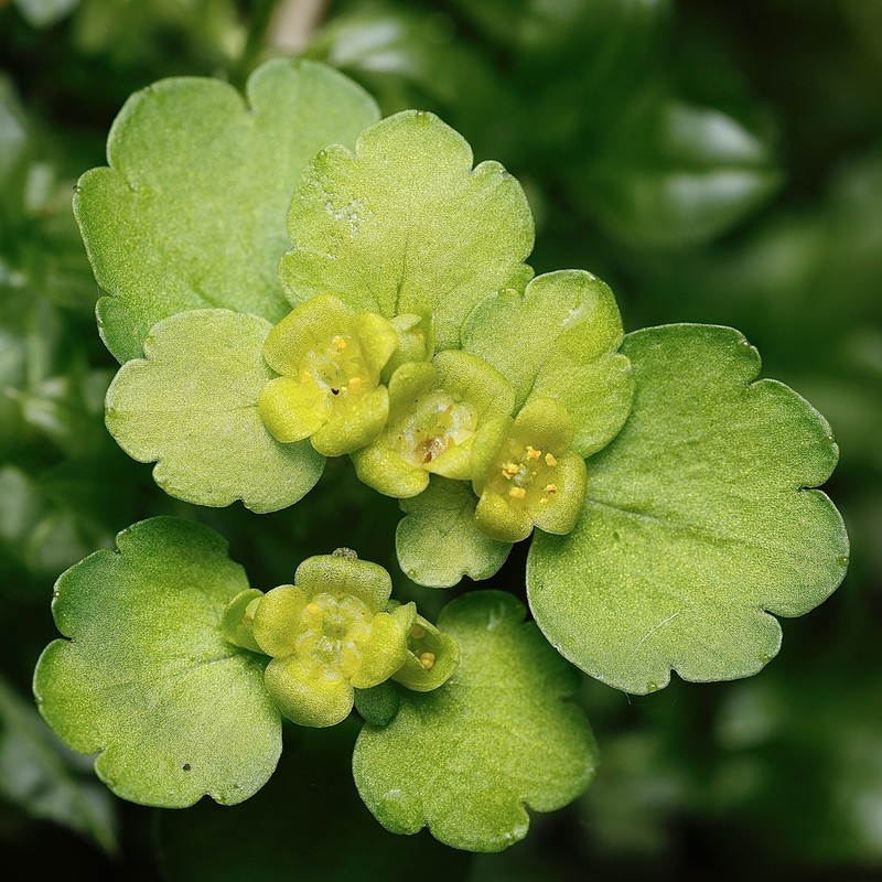 Chrysosplenium iowense