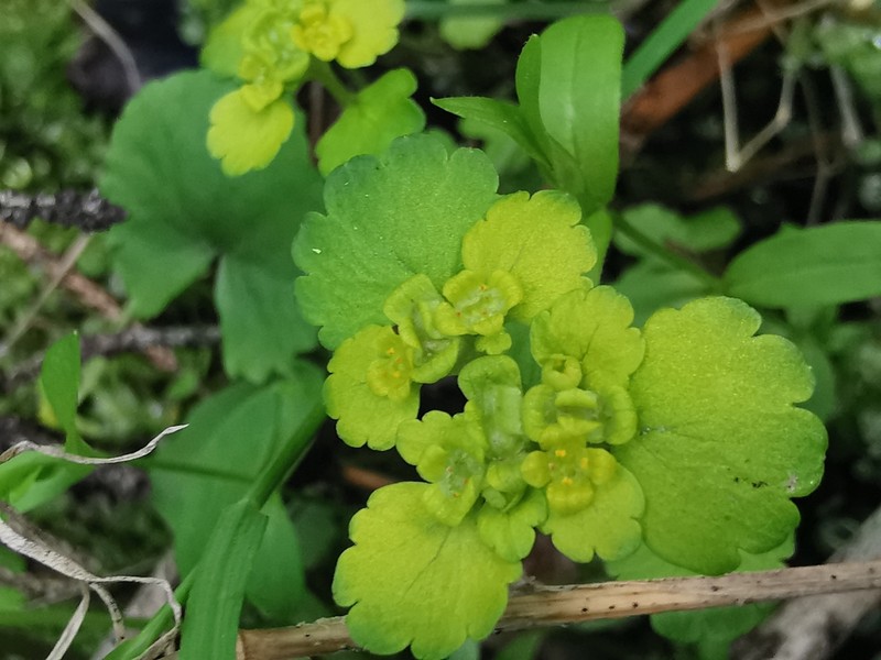 Chrysosplenium iowense photo 2