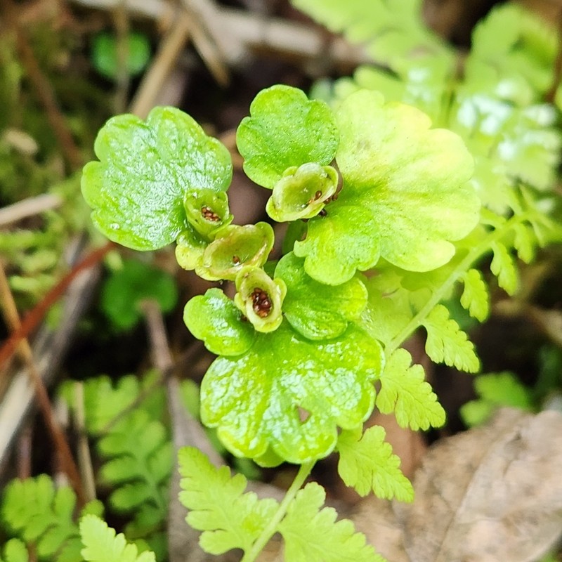Chrysosplenium iowense photo 3