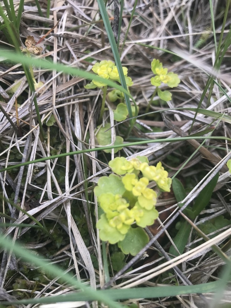 Chrysosplenium iowense photo 4