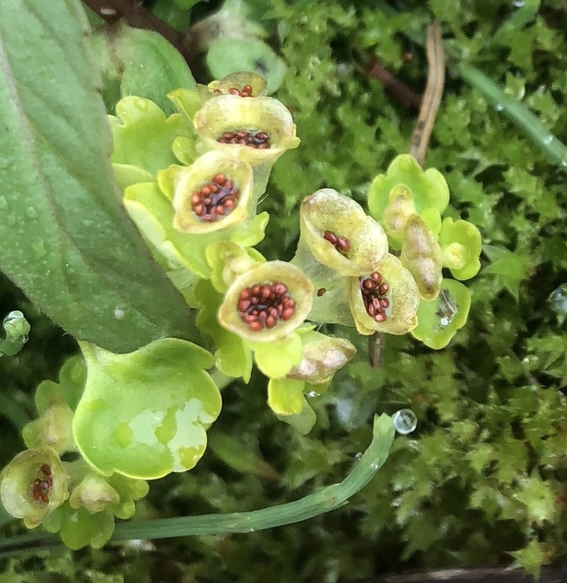 Chrysosplenium iowense photo 5