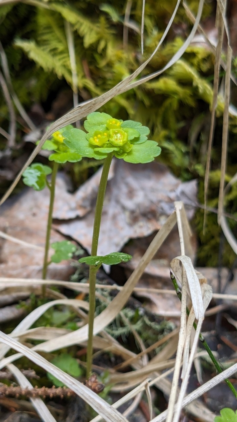 Chrysosplenium iowense photo 7