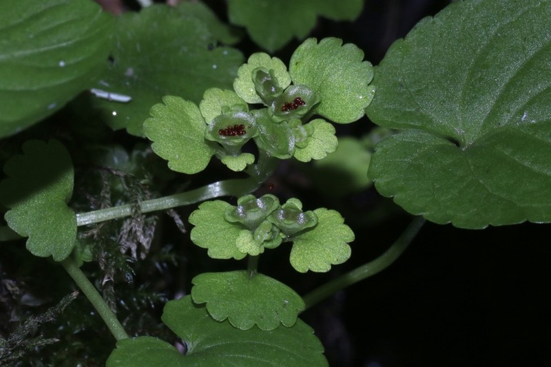 Chrysosplenium iowense photo 8