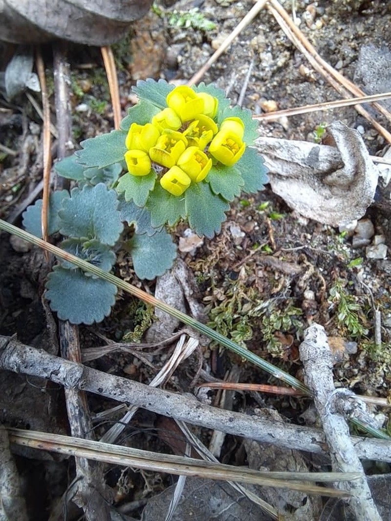Chrysosplenium pilosum var. barbatum