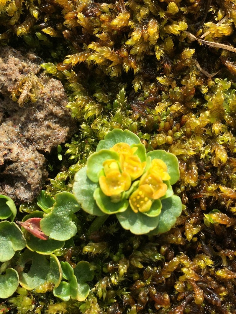 Rosendahl's Golden Saxifrage