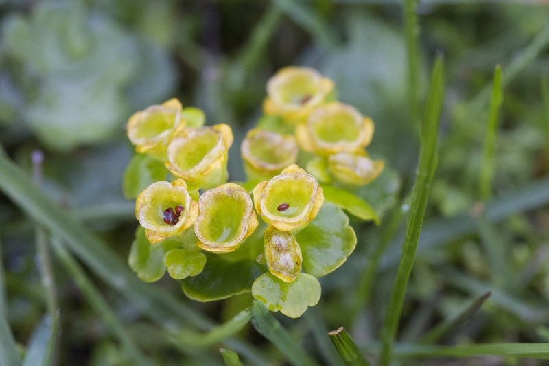 Rosendahl's Golden Saxifrage photo 2