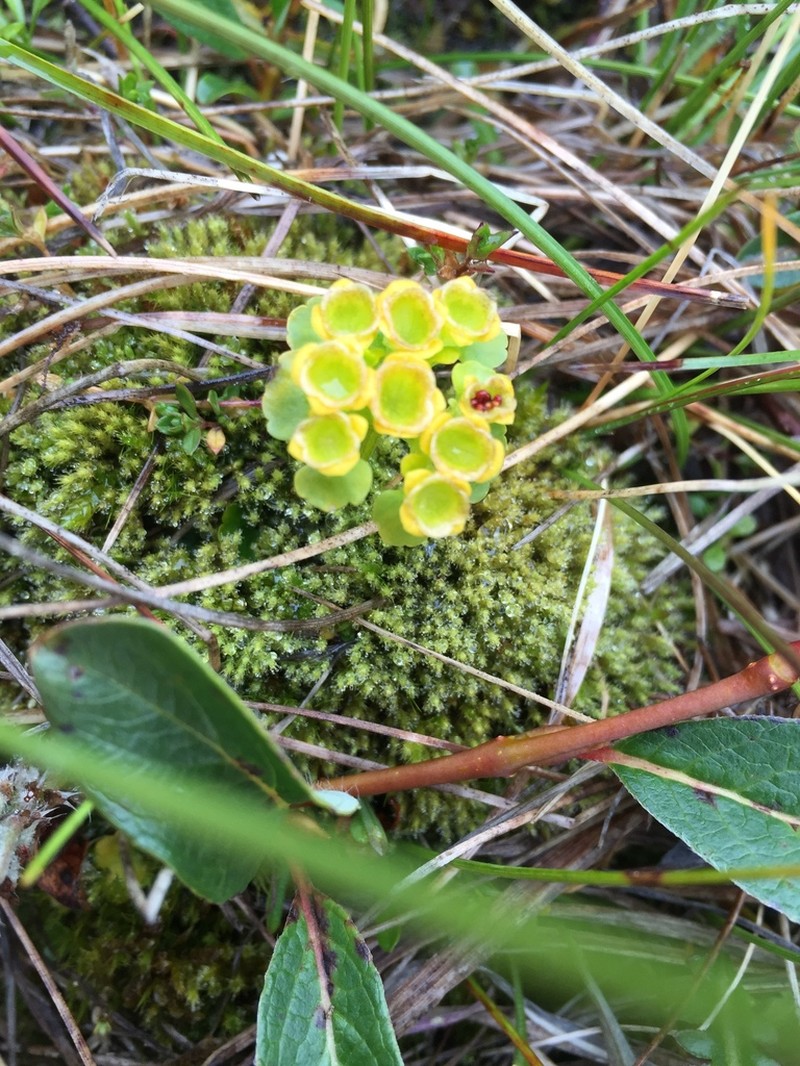 Rosendahl's Golden Saxifrage photo 3