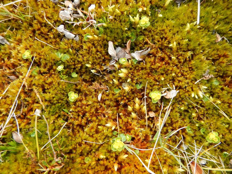Rosendahl's Golden Saxifrage photo 4