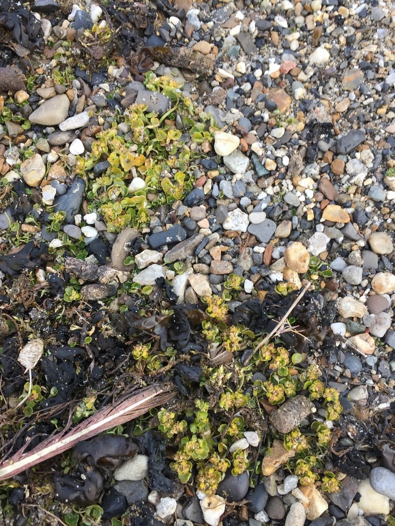 Rosendahl's Golden Saxifrage photo 5