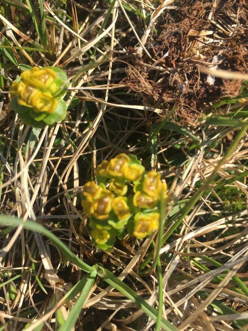 Rosendahl's Golden Saxifrage photo 6