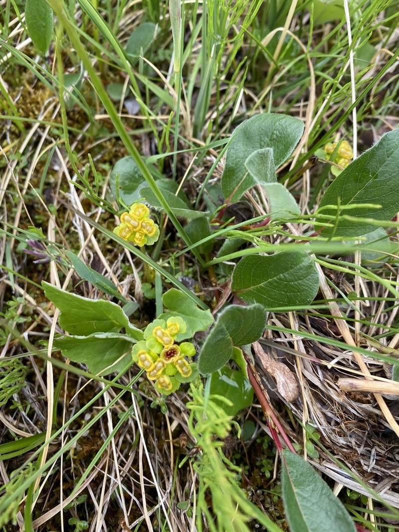 Rosendahl's Golden Saxifrage photo 7