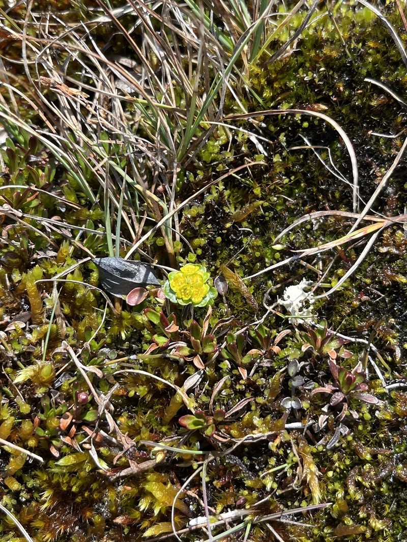 Rosendahl's Golden Saxifrage photo 8