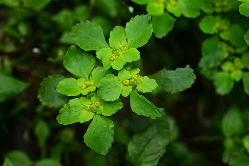 Chrysosplenium sangzhiense