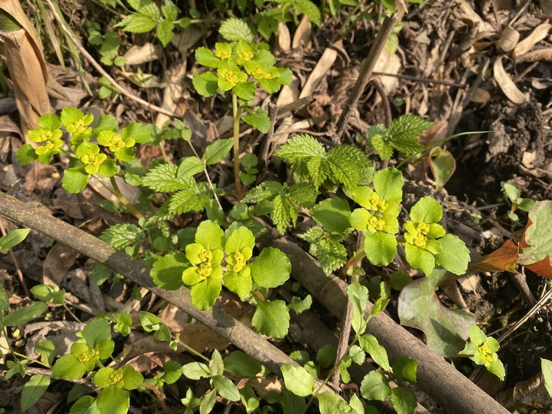 Chrysosplenium sangzhiense photo 2