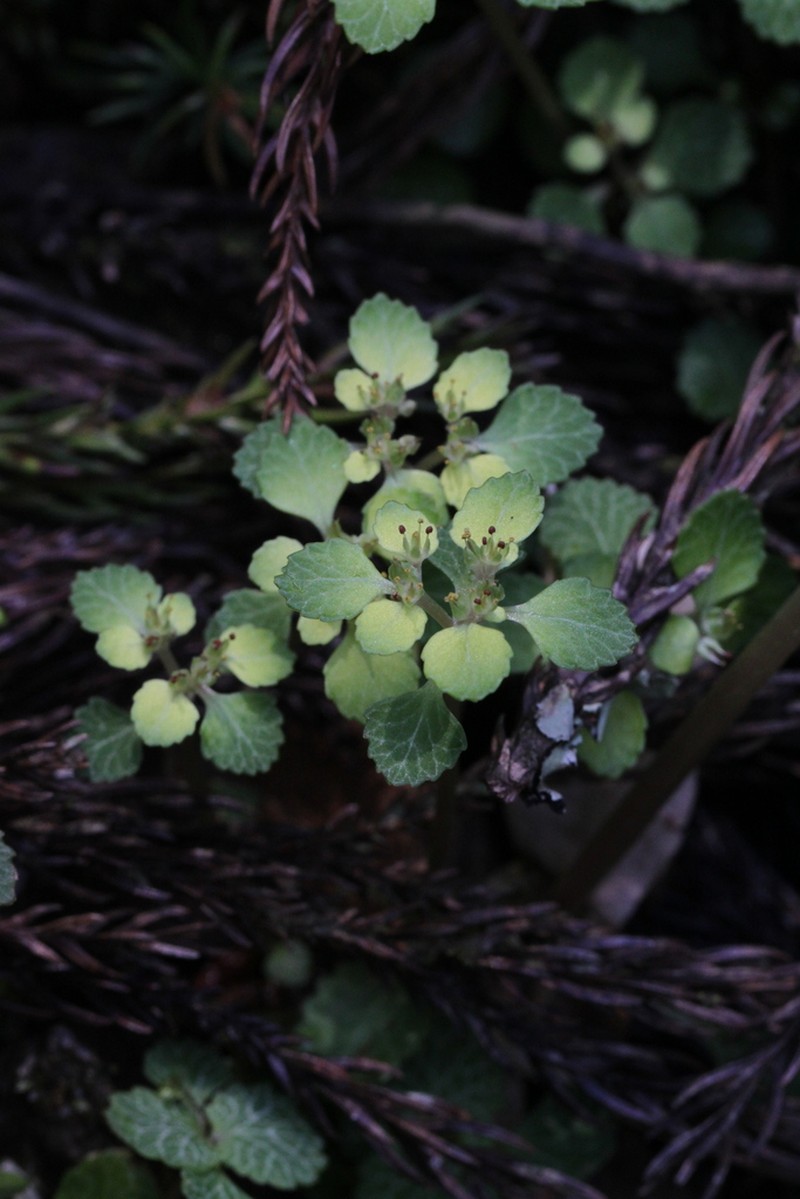 Chrysosplenium suzukaense photo 2