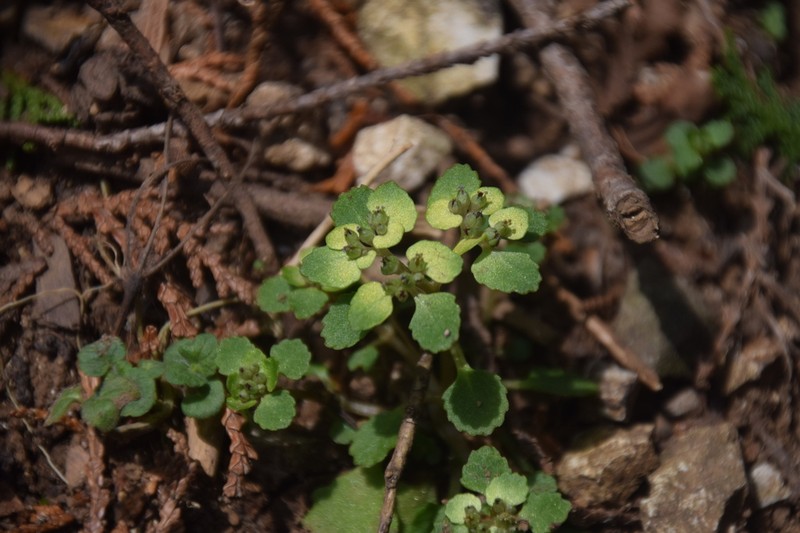 Chrysosplenium suzukaense photo 3