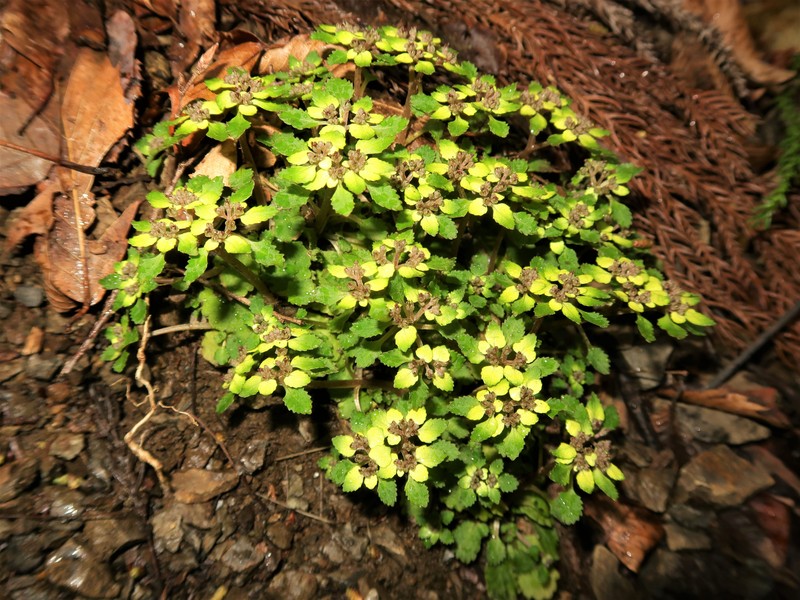 Chrysosplenium suzukaense